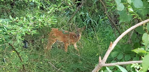 Copeland School Park