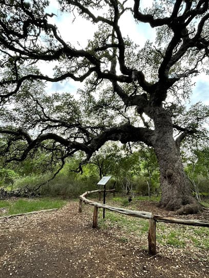 Phil Hardberger Park (East)
