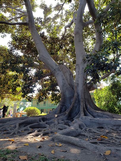 Virginia Country Club