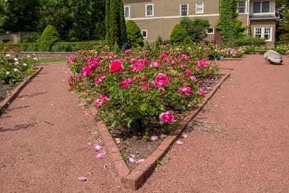 Merrick Rose Garden