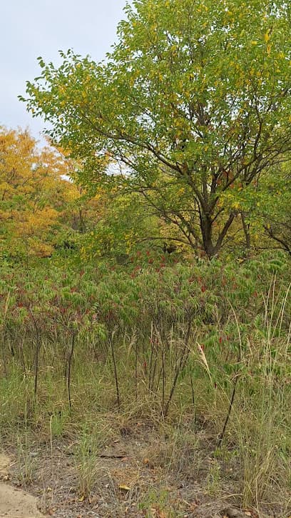 Sim Park Mun Golf Course Maintenance