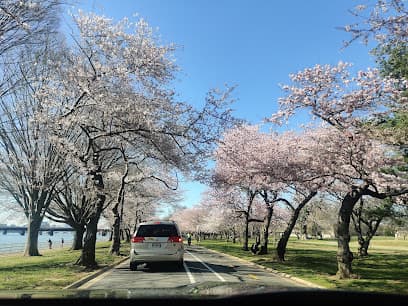 Hains Point East Cherry Blossoms Area