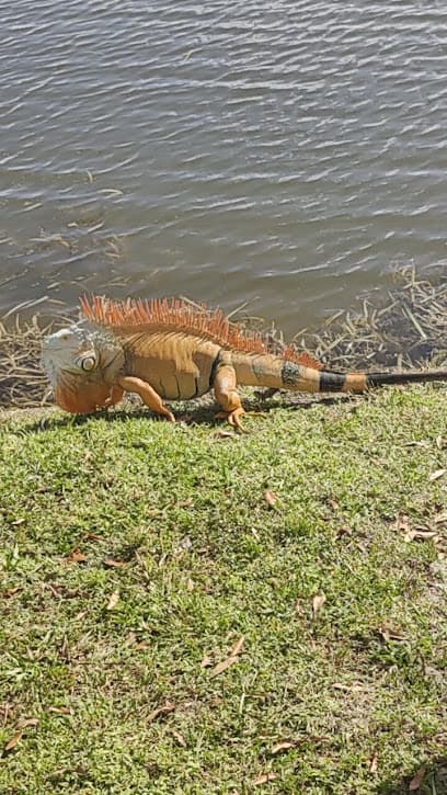 Plantation Central Park Field 8